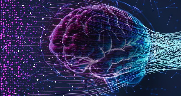 حقایقی درباره مغز