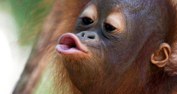 ریشه بوسیدن