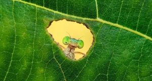 عکس‌های برتر حیات وحش 2025