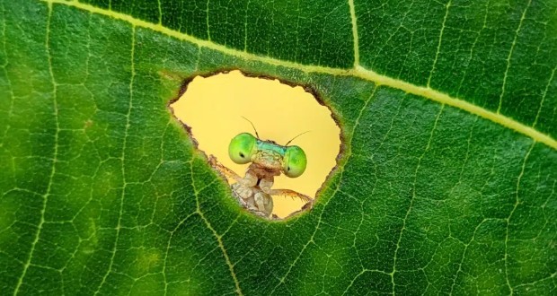 عکس‌های برتر حیات وحش 2025