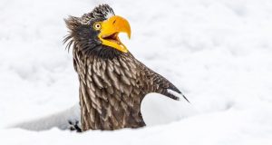 عکاسی کمدی حیات وحش 2025