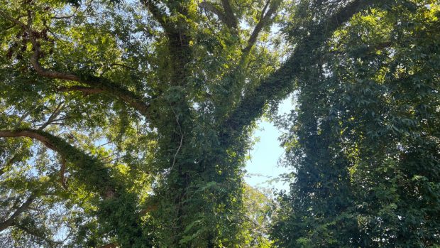 بررسی نانو بنانا پرو