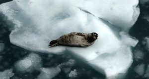 گرم‌ترین سال قطب شمال