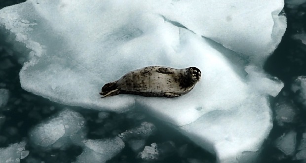 گرمترین سال قطب شمال