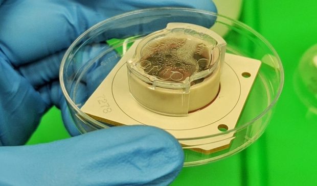 سلول‌های مغزی انسان