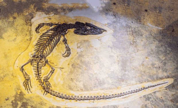 تمساح‌سانان پوزه‌باریک