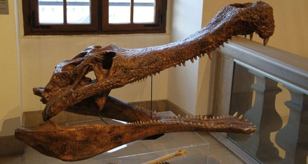 تمساح‌سانان پوزه‌باریک