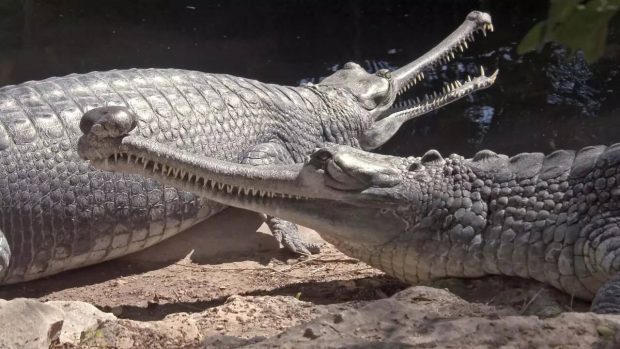 تمساح‌سانان پوزه‌باریک