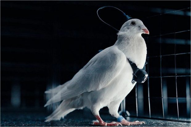 کبوترهای بایودرون