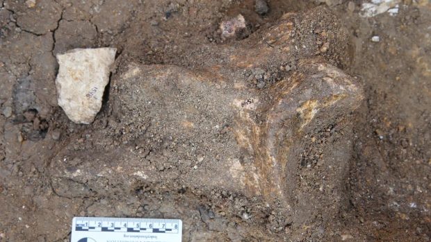 اجداد انسانی