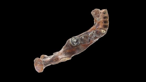 اجداد انسانی