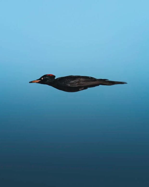 مسابقه عکس حیات وحش کمدی ۲۰۲۵