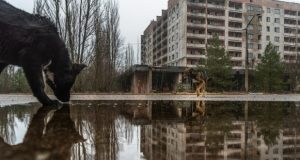 سگ‌های چرنوبیل