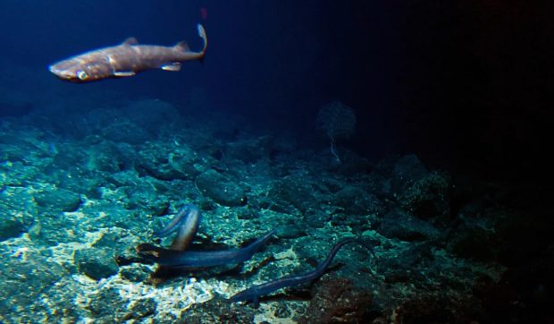 اکسیژن تاریک