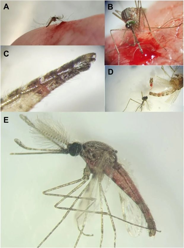 پشه‌های نر