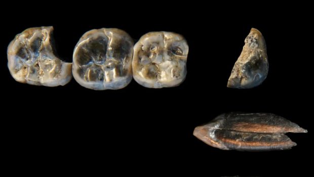 اجداد انسانی