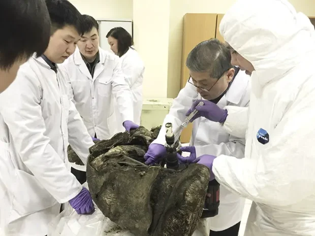 شبیه‌سازی حیوانات منقرض شده