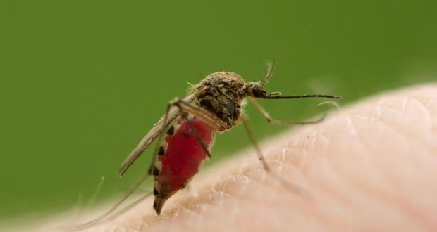 پشه‌های نر