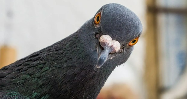 کبوترهای بایودرون