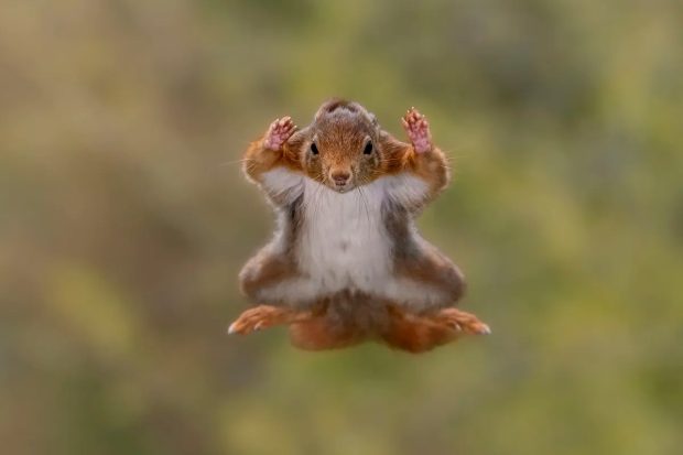 مسابقه عکس حیات وحش کمدی ۲۰۲۵