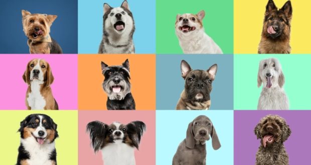 DNA گرگ های باستانی در سگ‌های امروزی