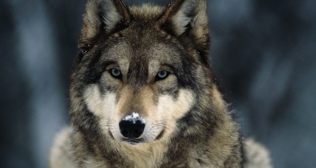 DNA گرگ های باستانی در سگ‌های امروزی