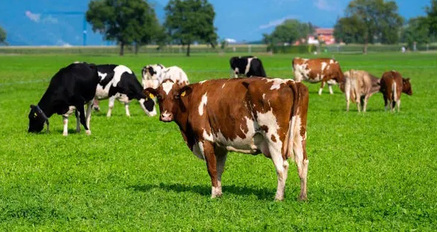 تولید گوساله از گاو‌های ژن برتر در ایران