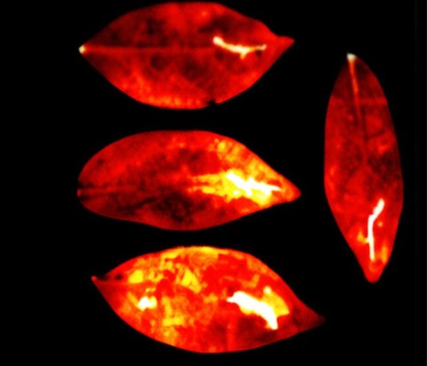 نور ساطع شده از بدن