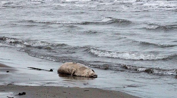 افت تراز آب دریای خزر