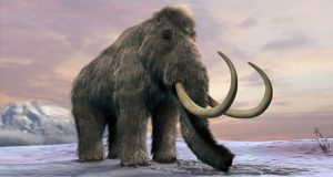 آخرین ماموت‌های پشمالو چگونه منقرض شدند