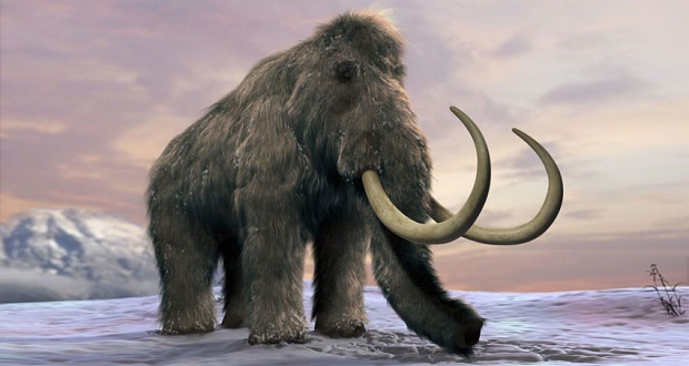آخرین ماموت‌های پشمالو چگونه منقرض شدند