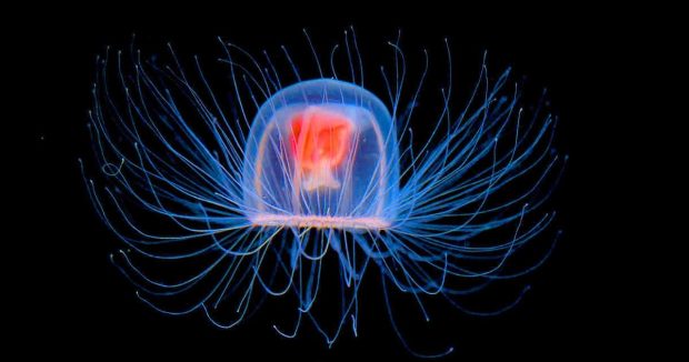 ژله‌ماهی نامیرا