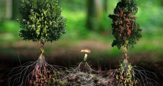 شبکه مخفی درختان جنگل