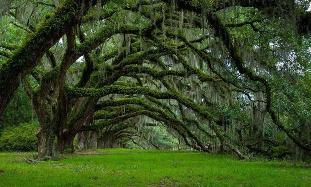 شبکه مخفی درختان جنگل