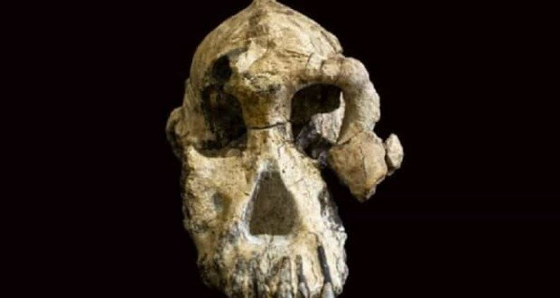 استرالوپیتکوس آنامنسیز