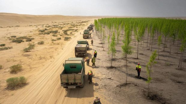 پروژه یک میلیارد درخت چین