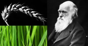 انقلاب در نظریه تکامل