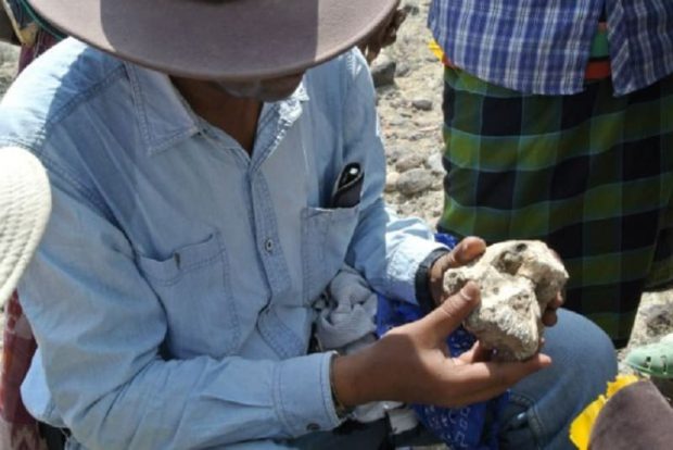 استرالوپیتکوس آنامنسیز