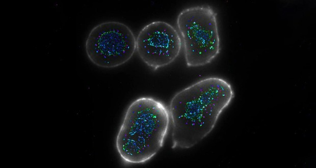 تقویت سیستم ایمنی در برابر سرطان