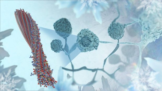 قارچ جادویی تبدیل آب به یخ