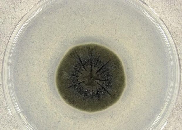 راز عجیب قارچ چرنوبیل