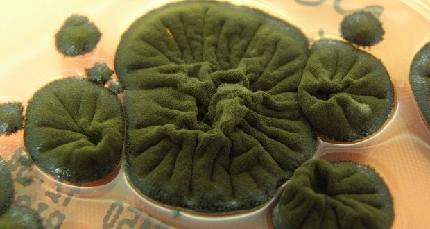 راز عجیب قارچ چرنوبیل