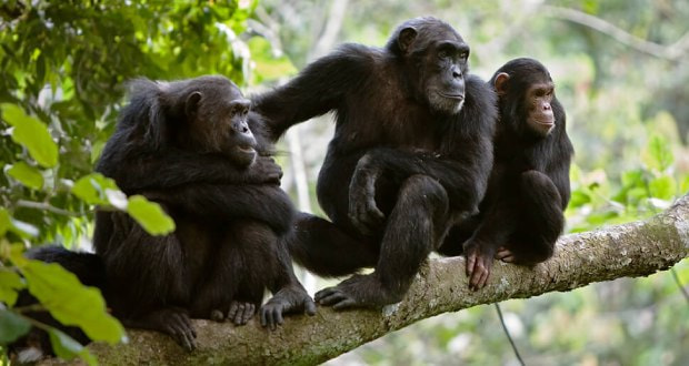 درگیری خونین شامپانزهها