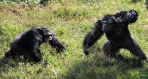 درگیری خونین شامپانزه‌ها