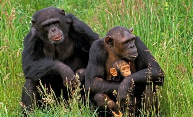 Bloody-chimpanzee-conflict- (1)