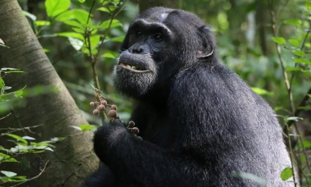 درگیری خونین شامپانزهها