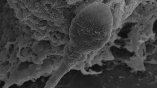 بچهدار شدن انسانها در فضا