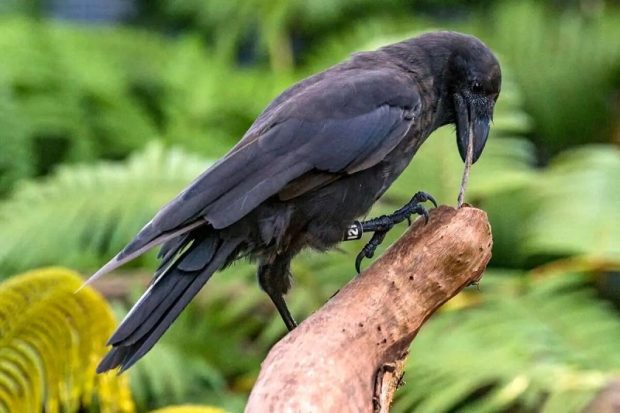 تصاحب سیاره زمین در نبود بشر