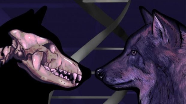 قدمت اولین سگ‌های شناخته شده که با انسان زندگی می‌کردند