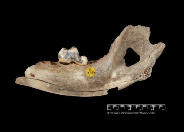 قدمت اولین سگ‌های شناخته شده که با انسان زندگی می‌کردند